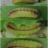 scol orion larva4 volg2